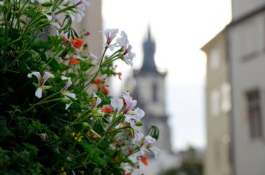 Eski Şehir Meydanı Sardunya bush siluet Church of Our Lady Tyn önce ile