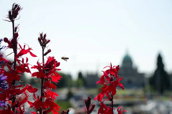 Röda Blommor Och Ett Belleville Gata Med Parlamentsbyggnaden Bakgrunden Victoria — Stockfoto