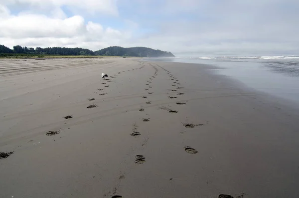 Papillon Wandern Sandstrand Meerblick Lange Strandhalbinsel Washington — Stockfoto