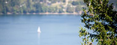 Baldıran otu şube ile Yelkenli tekne Saanich giriş, Britanya Kolumbiyası