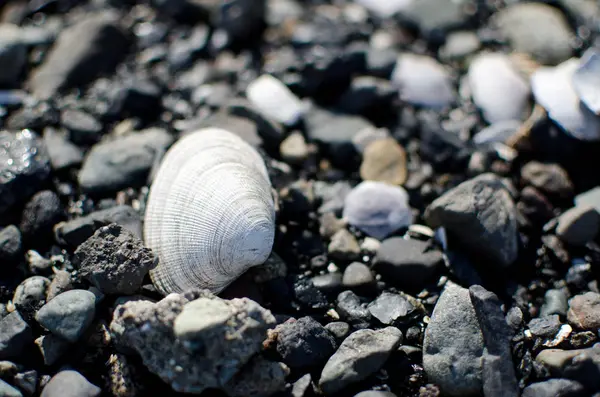 Cockleshell Med Grov Textur Pebble Fält Överföring Beach Park Ladysmith — Stockfoto