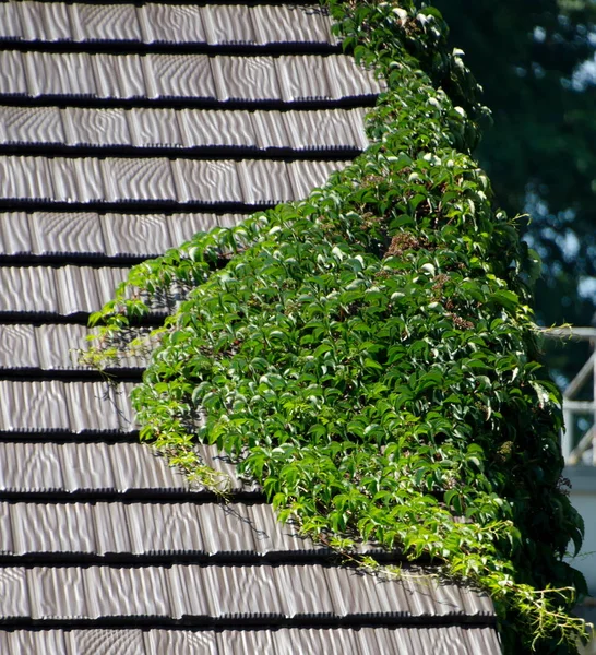 Střecha Vztahuje Syntetické Kameny Zelené Větvičky Chemainus Britská Kolumbie — Stock fotografie