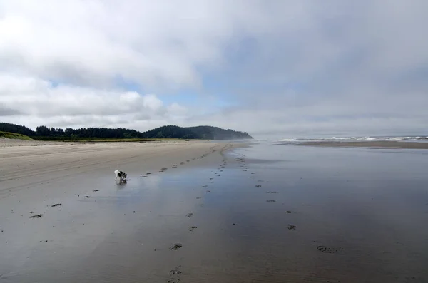 Papillon Seaview, Long Beach Yarımadası, Washington Kum Plajı'nda yürüyüş