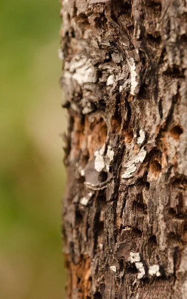 Ruwe Schors Van Een Oude Boomstam Bedekt Door Gaten Gemaakt — Stockfoto