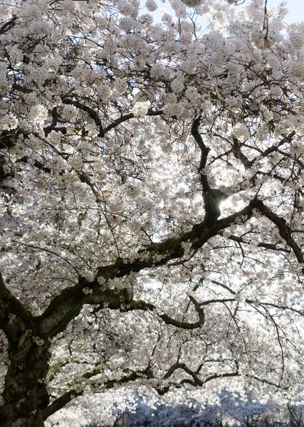 Branches of blooming cherry trees — Stock Photo, Image