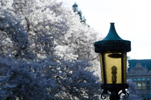 桜開花時期の大学キャンパス内の街路灯 — ストック写真