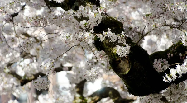 Ramos de cerejeiras em flor — Fotografia de Stock