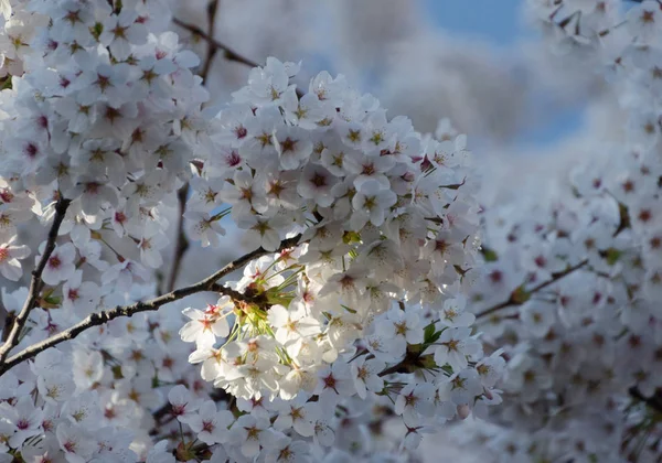 Ramos de cerejeiras em flor — Fotografia de Stock