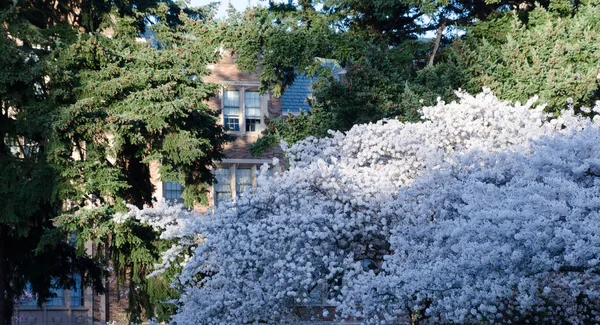 Окна зданий кампуса за цветущими сакурами — стоковое фото