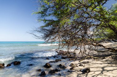 Güzel kiawe ağaçları Waialea plaj huzur çerçeveleme
