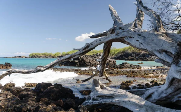 Gyönyörű kiawe fák kialakítása derű a Waialea strand — Stock Fotó