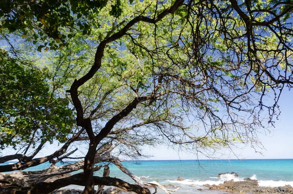 Hermosos árboles de kiawe enmarcando la serenidad de la playa de Waialea —  Fotos de Stock