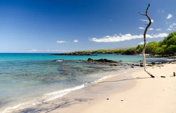 Beautiful kiawe trees framing serenity of Waialea  beach — Stock Photo, Image