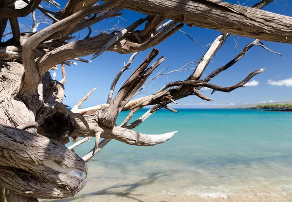 Beautiful kiawe trees framing serenity of Waialea  beach — Stock Photo, Image