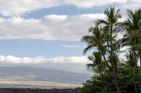 Palm grenar i Waikoloa Resort med Mauna Kea slask i BAC — Stockfoto