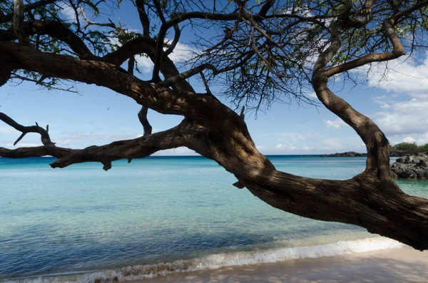 Hermosos árboles de kiawe enmarcando la serenidad de la playa de Waialea —  Fotos de Stock