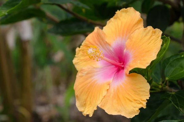 A fechar o hibisco laranja gigante em Waikoloa — Fotografia de Stock