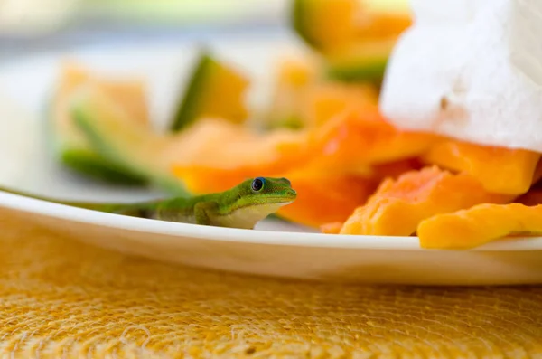 Oro polvo día gecko alimentación de papaya rebanadas — Foto de Stock