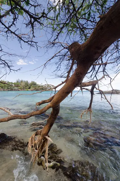 Belas árvores enquadrando serenidade da praia de Waialea — Fotografia de Stock
