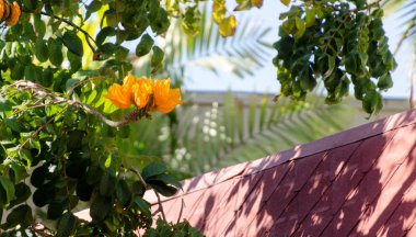 Kail Alii sürücü yakınlarındaki alışveriş plaza kırmızı çatılar ve çiçekler