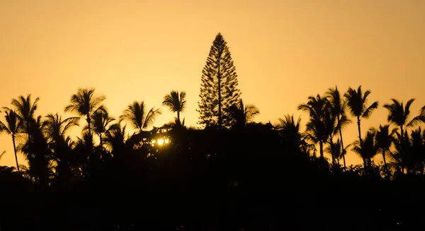 Calm warm colored  sunset behind palms in Kailua Bay