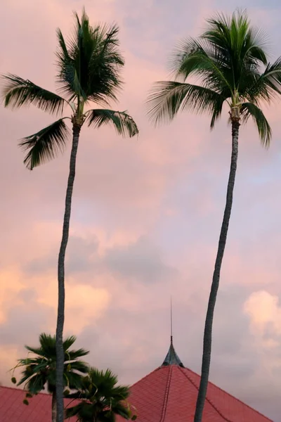 Calm warm colored  sunset behind palms in Kailua Bay
