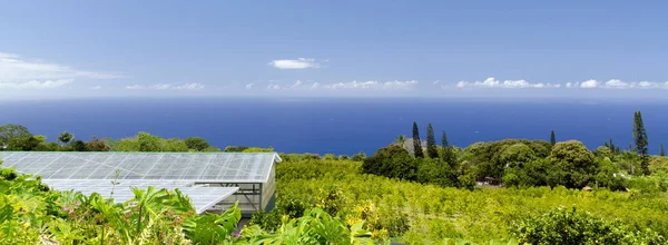 Coffee plantation on hills over Kona — Stock Photo, Image