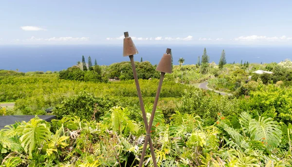 Kaffeplantage på kullar över Kona — Stockfoto