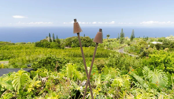 Plantação de café em colinas sobre Kona — Fotografia de Stock