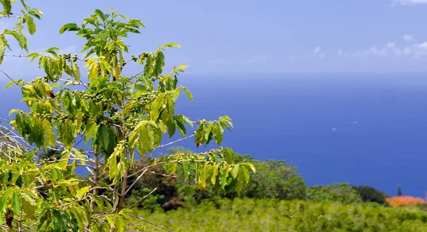 Coffee plantation on hills over Kona — Stock Photo, Image