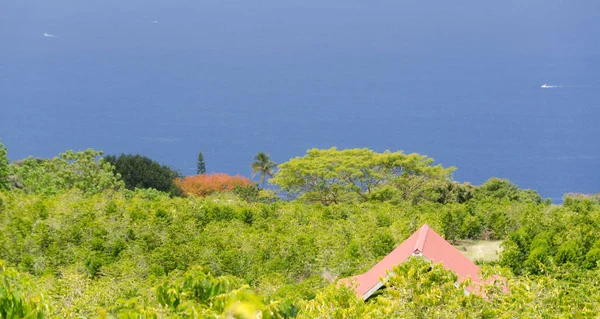 Plantação de café em colinas sobre Kona — Fotografia de Stock