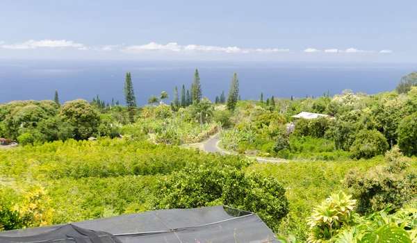 Coffee plantation on hills over Kona — Stock Photo, Image