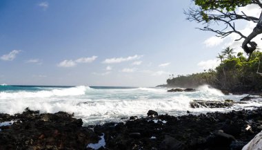 Surf Pohoiki plajda palmiye ve drywood ağaç kıyı şeridi vurur