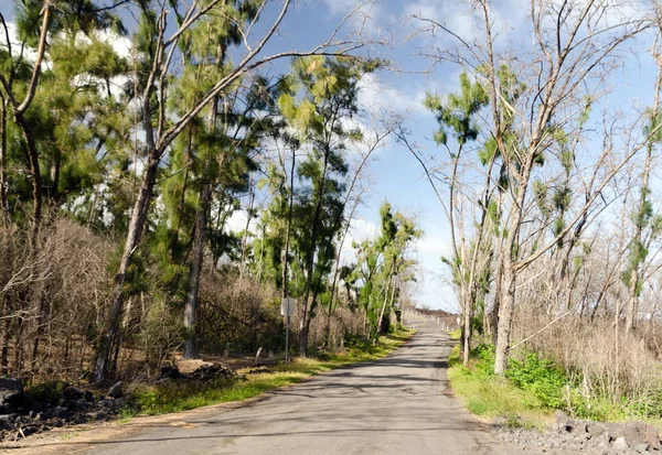 Weg naar nieuw geboren Pohoiki Beach — Stockfoto