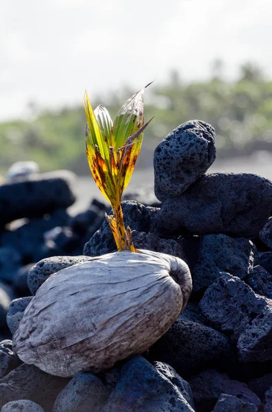 New coconuts planted   at Pohoiki  beach — Stock Photo, Image