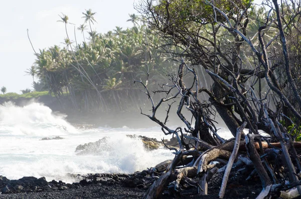 Surf látogatottság fa partvonala tenyér és drywood a strand Pohoiki — Stock Fotó