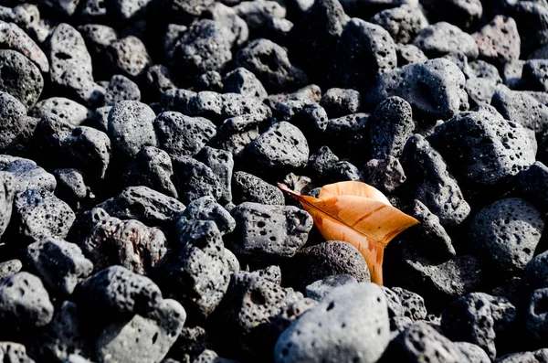 Orange leaf lying between black volcanic rocks at Pohoiki  beach