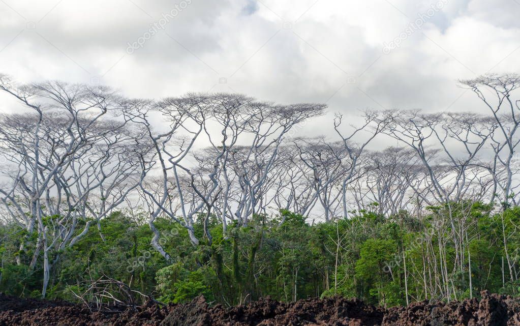 Dead Albizia trees on the road to Pohoiki  beach