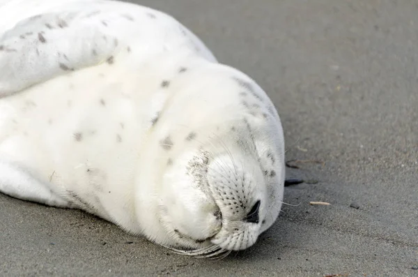 Descansando filhote de foca do porto — Fotografia de Stock