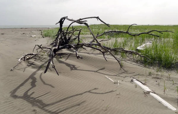 Driftwood casting ombra a forma di ragnatela sulla sabbia a Damon Point — Foto Stock