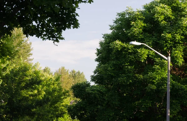 Зеленая аллея в районе Редмонд — стоковое фото