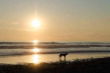 Gün batımı ile Westport Deniz Feneri State park yakınındaki plajda Köpek 
