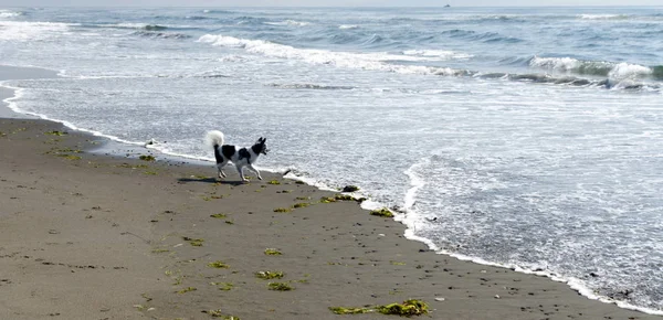 Papillon caminhando na praia de areia no porto de Grays — Fotografia de Stock