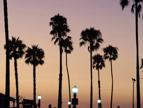Newport Beach iskelesi yakınlarında gün batımında palmiye ağaçları ve sokak ışıkları