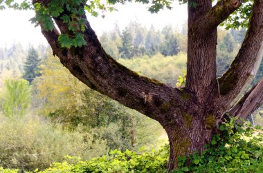 Evans Creek Preserve eski bigleaf akçaağaç gövdesi üzerinde Kaba kabuğu