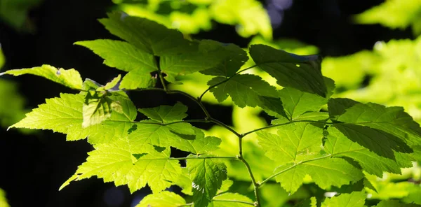 Evans Creek Preserve'de asma akçaağacın arkadan aydınlatmalı yaprakları