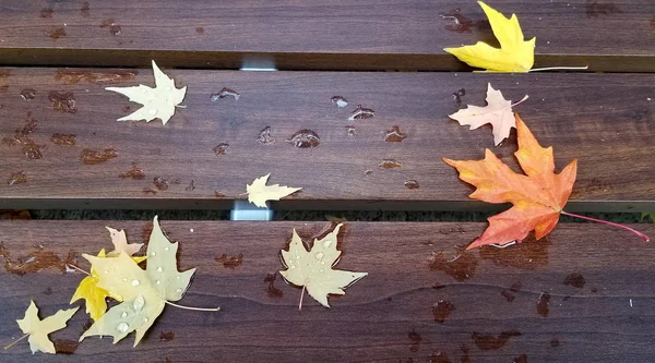 Bunte Ahornblätter auf Holzbank halten Regentropfen — Stockfoto