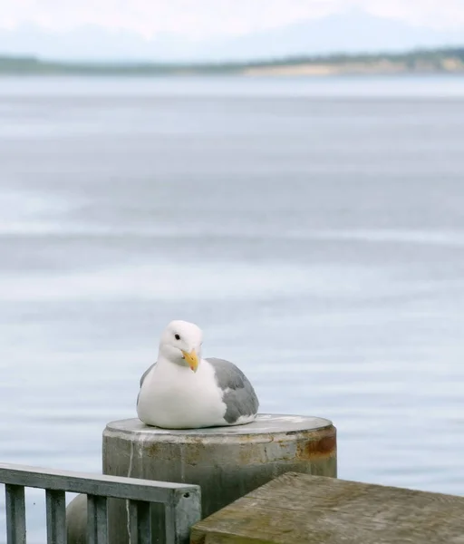 Nyugati Seagul Nyugszik Sínen Közelében Város Peir Port Townsend Washington — Stock Fotó