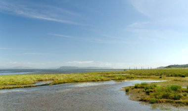 Willapa Körfezi 'nde istiridye yetiştiriciliği. Oyserville, Long Veach Yarımadası, Washington