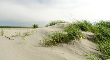 Leadbetter Point Eyalet Parkı 'ndaki Kuzey Sahili' nde kimse yok. Long Beach Yarımadası, Washington
